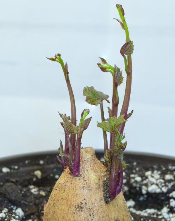 germination de la patate douce